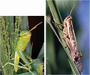 Ecology and Population Dynamics of Solitary Red Locusts in Southern ...