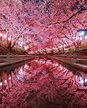 Kirschblutenzeit Japan - Riraikou