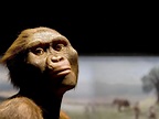 Lucy the Australopithecus Turns 41 (Plus 3.2 Million Years) | Smithsonian