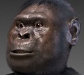 Australopithecus afarensis - Wikipedia, la enciclopedia libre