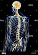 medically accurate illustration of the back nerves Stock Photo - Alamy
