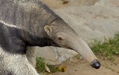 Anteater Mouth