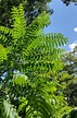 Ailanthus altissima - Trees and Shrubs Online