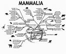 File:An evolutionary tree of mammals.jpeg - Wikimedia Commons