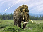 Woolly Mammoth (Mammuthus primigenius) - www.birdwords.co.uk