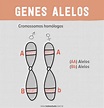 Genes alelos: entenda o que define o gene ser alelo ou não