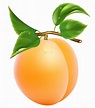 Free Apricots Cliparts, Download Free Apricots Cliparts png images ...