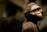 Who is Lucy the Australopithecus? Five facts you probably didn't know ...