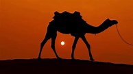 Cameleers Camel Drivers At Sunset Thar Stock Footage SBV-337958223 ...