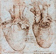 Leonardo da Vinci's Elegant Studies of the Human Heart Were 500 Years ...