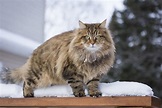 Gato Siberiano: características, cuidados y consejos - AnimalesMascotas