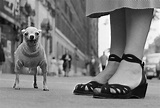 1. New York City. 1946. (Chihuahua) - Elliott Erwitt Print – Magnum Photos