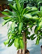Dracaena (dracena), - Ruscaceae - Como curar y cultivar las plantas de ...