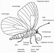 Schmetterlinge - LPV Unterallgäu