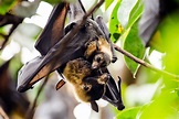 Analysis: Spectacled flying foxes – endangered but unprotected ...
