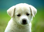 It is so cute!: Cute little dogs :)