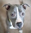 The Blue Nose Pitbull Facts, Fun, Pros and Cons of a Blue Nosed Pup ...