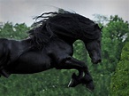 WATCH AND BE CAPTIVATED FRIESIAN STALLION FREDERIK THE GREAT | Friesian ...