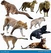 Conjunto De Diferentes Animais Da Família Felidae Foto de Stock ...