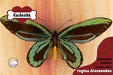 La farfalla della regina Alessandra - News.cani.it