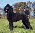 Poodle Dog Characteristics, Temperament, Grooming and Pictures ...