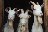 Basics of goat horns and how to handle them | AGDAILY