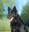 Belgian Sheepdog (Belgian Shepherd) Dog Breed Information and Characteristics | Daily Paws
