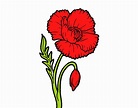 Dibujo de Una flor de amapola pintado por en Dibujos.net el día 25-06 ...