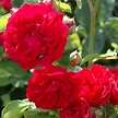 Chevy Chase Rambling Rose - Harrod Horticultural