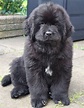 Training Newfoundland Puppies