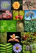 Plant - Wikipedia