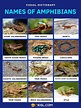 Amphibians: List of Amphibians with Interesting Facts • 7ESL