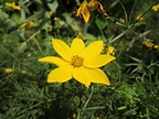 Flint Corn, Moonbeam Coreopsis, Black Velvet Petunias | AstroEssence