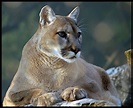 Cougar | Wildlife Info and Photos | The Wildlife