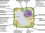 Biology 2e, The Cell, Cell Structure, Eukaryotic Cells | OpenEd CUNY