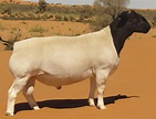 Dorper Sheep: Care Guide, Varieties, Pictures & More | Pet Keen