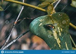 Leave Close Up View of a Smilax Aspera with a Fly Stock Photo - Image ...