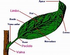 Limbo | Plantas rioMoros
