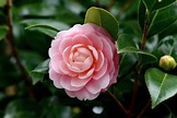 360x640 resolution | pink flower, camellia japonica HD wallpaper ...