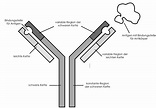 Antikörper [verständlich erklärt] - StudyHelp Online-Lernen