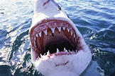 'Great White Pointer Shark' Photographic Print | AllPosters.com