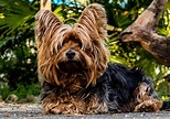 Raça Yorkshire Terrier: curiosidades, informações e fatos - Portal do Dog