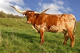 A Texas longhorn, first brought up from Mexico on cattle drives. There ...
