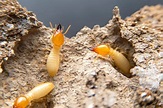What Do Termites Look Like? Solved! (Homeowner's Guide) - Bob Vila
