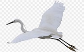 Fujian White Crane Bird Cygnini, PNG, 703x512px, Crane, Beak, Bird ...