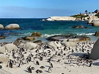 Boulders Beach In Cape Town- Its lot more fun than you think!