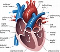 AV and Semilunar Heart Valves