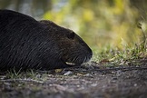 black, beaver, lying, soil, muskrat, ondatra zibethicus, rodent, mammal ...