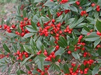 Foster’s Holly | Nature Photo Gallery