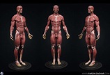 Human Anatomy Kit | 3D model | Human anatomy, Human skeleton anatomy ...